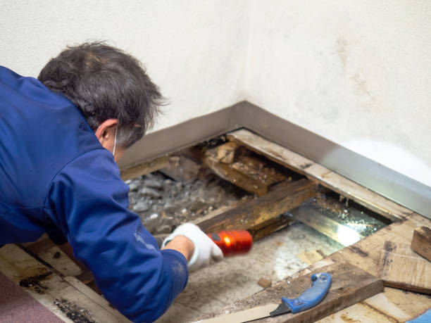Best Best Mold Removal Companies  in Pottsville, PA
