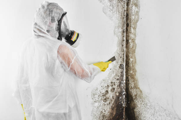 Best Commercial Mold Removal  in Pottsville, PA