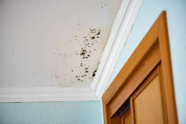 Best Fast Mold Removal  in Pottsville, PA