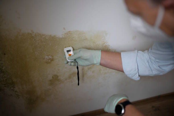 Pottsville, PA Mold Removal Company