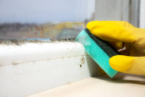 Best Fast Mold Removal  in Pottsville, PA