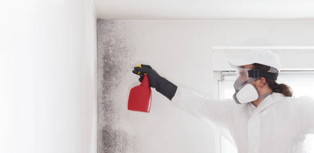 Best Mold Damage Repair  in Pottsville, PA