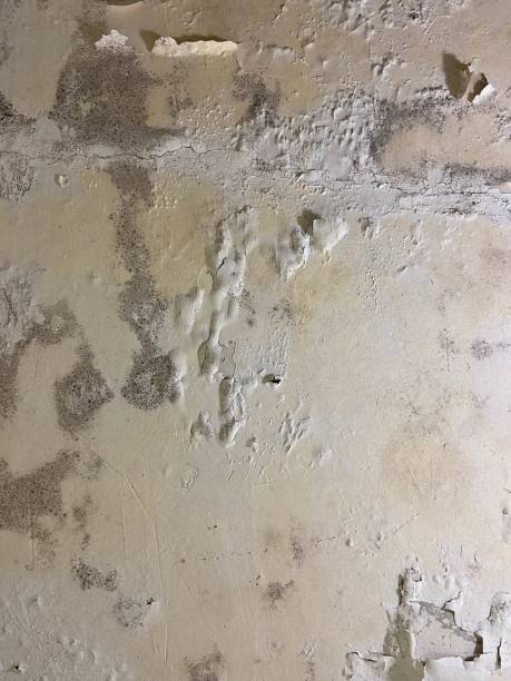 Best Same-Day Mold Removal  in Pottsville, PA