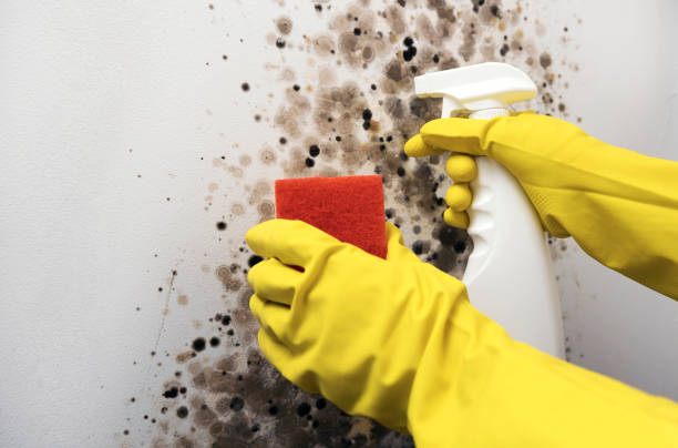 Best Local Mold Removal Service  in Pottsville, PA