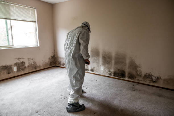 Best Office Mold Removal Services  in Pottsville, PA