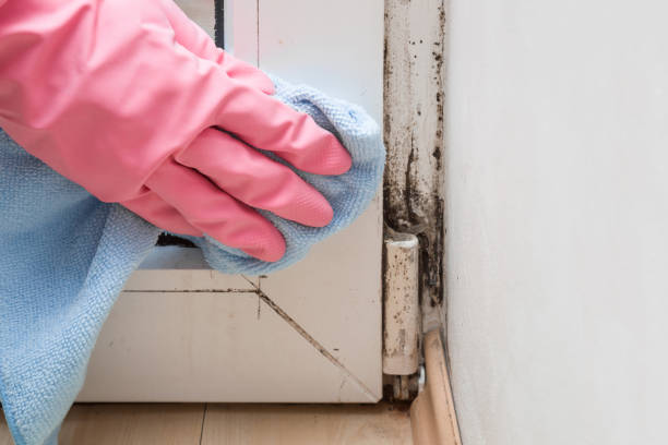 Best Mold Remediation  in Pottsville, PA